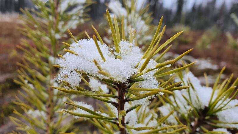 Sometimes it takes the kind of bone-chilling wintry weather of recent weeks to reignite our appreciation of the resilient evergreens that grow in our gardens, hedgerows and wild places. Photograph: Eugene Andersen/iStock