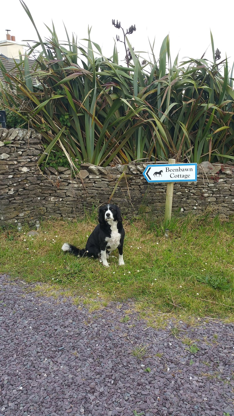 Maureen's dog shows the way to her cottage.