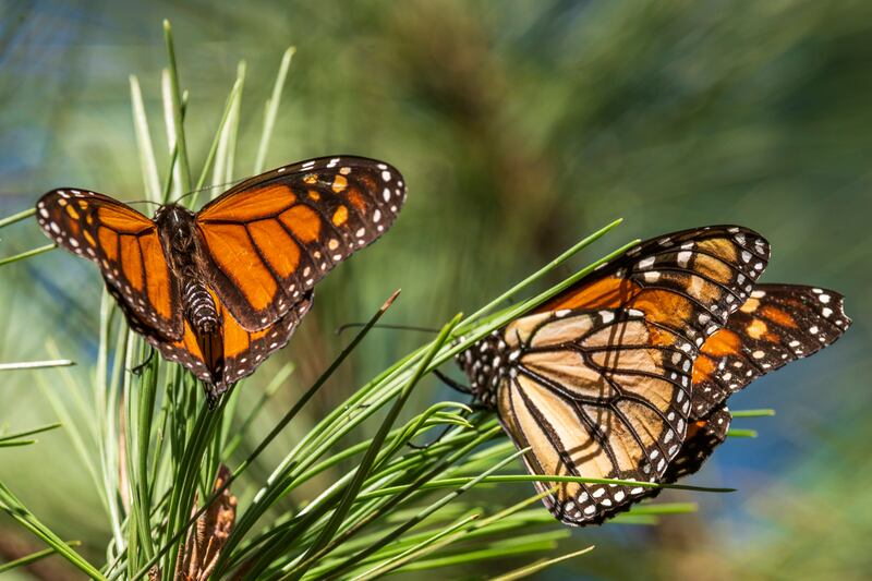 One of the most obvious ways to support butterflies is by growing a wide diversity of flowering plants to provide them with a ready source of nectar, the sweet and highly nutritious liquid that they need for food. Photograph: Nic Coury/AP/PA