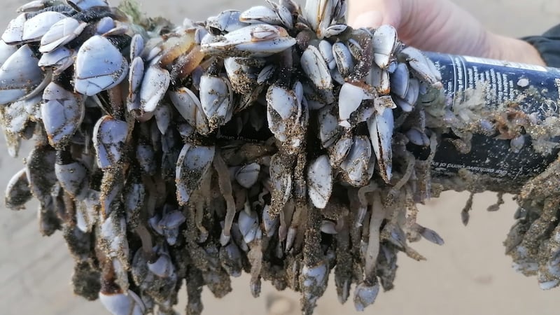 Goose barnacles found by Walter Dwyer on Kilkee beach in Co Clare