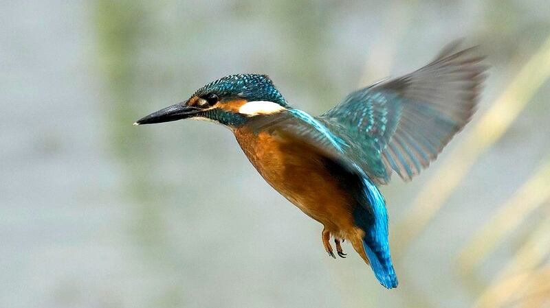 Kingfishers can live for up to 21 years.