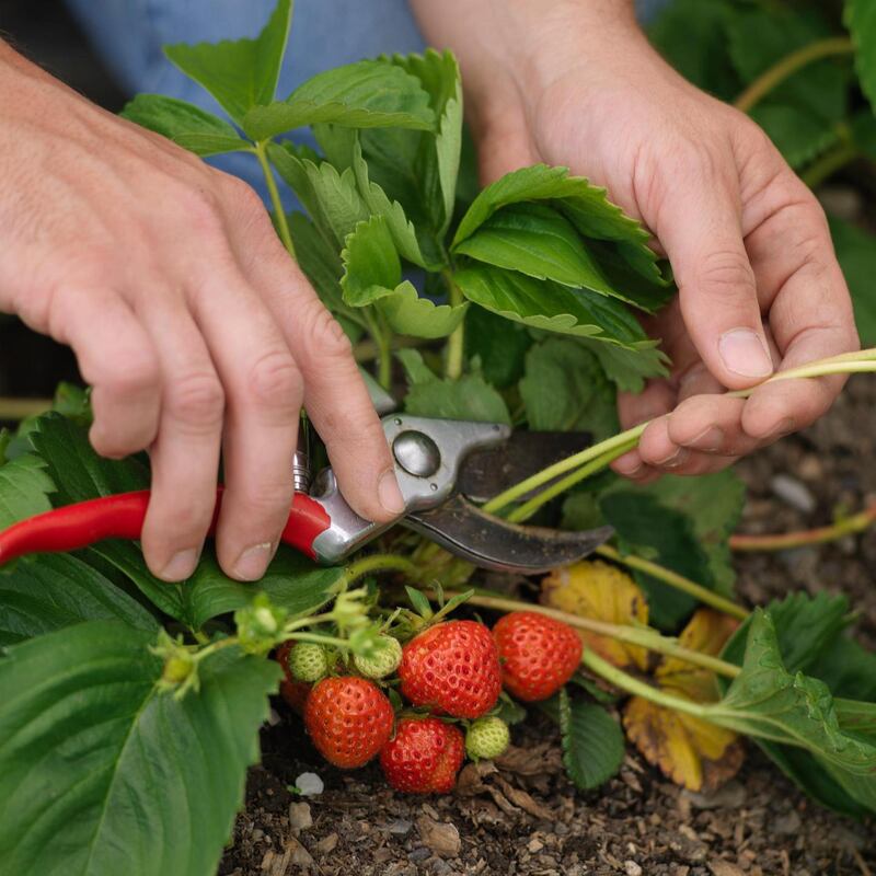 Felco secateurs. Photograph: Richard Johnston