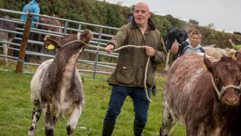 Conor Pope gets shown who’s boss at Ossory Agricultural Show in Co Laois. Photograph: Dylan Vaughan