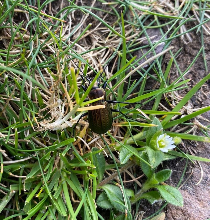 Ground beetle. Photograph supplied by John Devlin