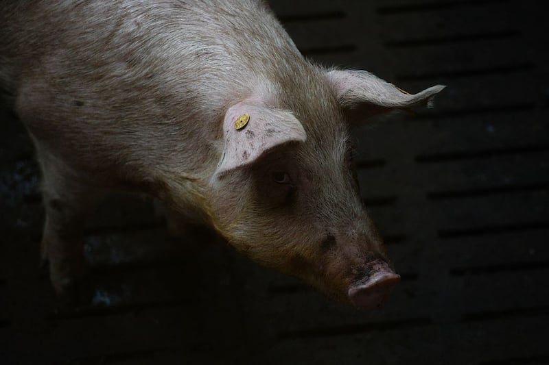 The pigs treated with OrganEx jerked their heads when the researchers injected an iodine contrast solution for imaging.  Photograph: Josep Lago/Getty Images