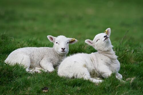 Why the lamb you bought  for Easter is probably not spring lamb