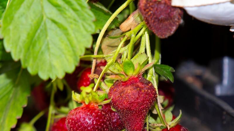 Ruined strawberries on Kearns Fruit Farm due to the heatwave. Photograph: Mary Browne