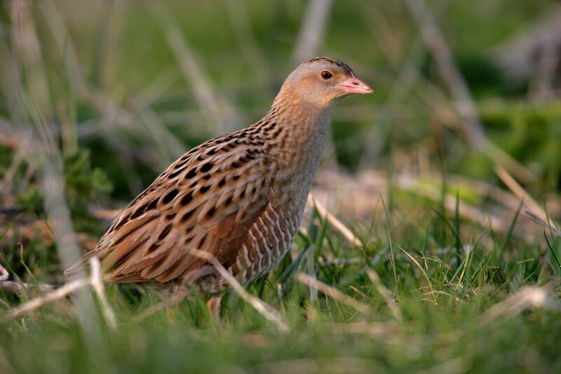 Corncrake: a shy little thing that looks a bit like a well-fed thrush wearing a rather long polo neck.  Photograph: iStock