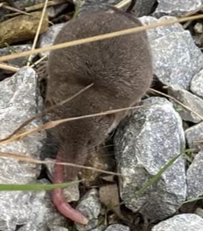 Shrew with earthworm. Photograph supplied by Richard O’Farrell