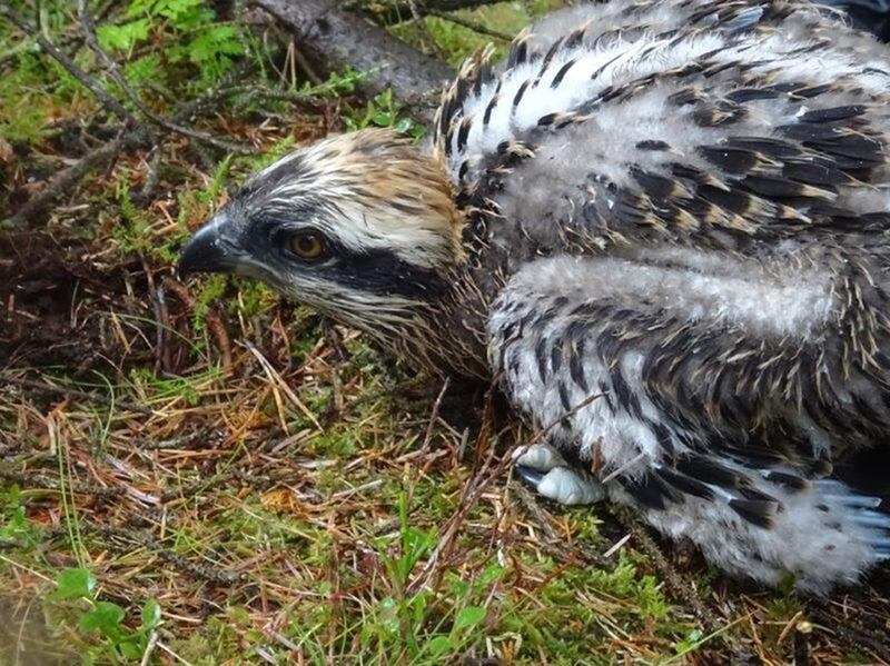 Twelve ospreys are being brought from Norway in an attempt to reintroduce the species. Photograph: Forestry and Land Scotland/PA Wire 