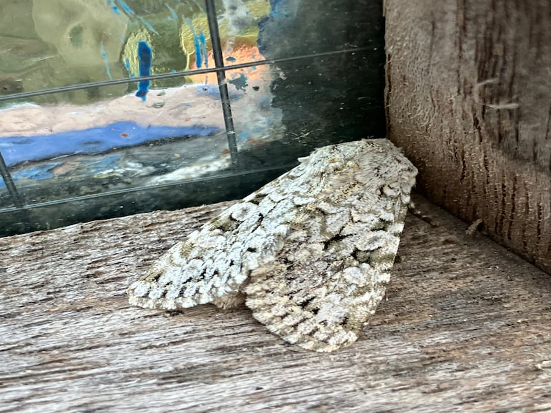 Grey chi moth. Photograph: Siobhan Martin