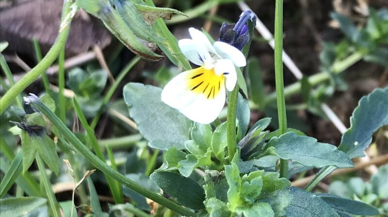 Wild Violets growing in  a meadow in Wexford - in January instead of April - captured by Colm Mac Con Iomaire / @colmmacconiomaire