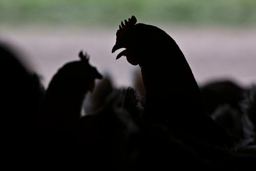 Is bird flu close to causing the next global infectious disease pandemic?