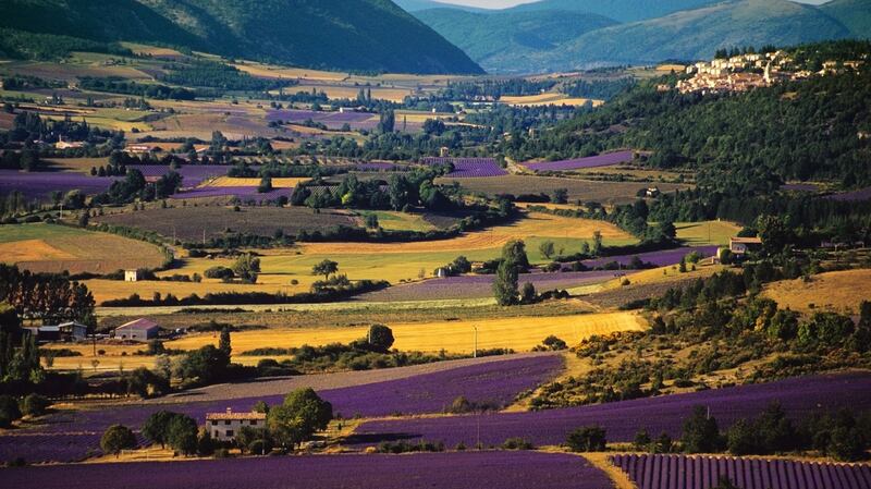 Lavender fields in Provence France, ideal for exploring at certain times of the year.