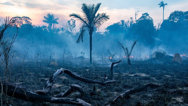 Cutting deforestation and forest degradation to zero in less than a decade ‘is critical’, report says.  Photograph: Victor Moriyama/New York Times