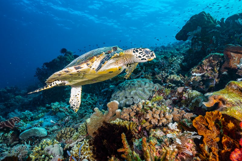 a hawksbill turtle floating in the ocean at Flores Island in Komodo