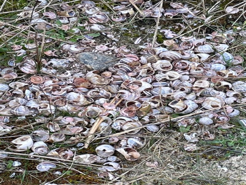 Snail shells at Brittas Bay, Co Wicklow. Photograph: Bernard Wojnar