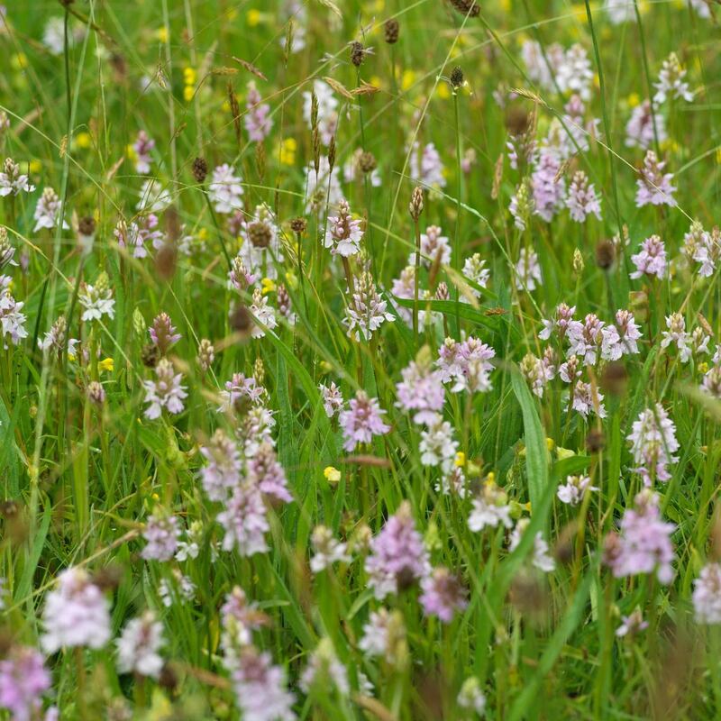 Wild orchids and other wild flowers in bloom in Kilmacurragh’s traditional wild-flower meadows. Photograph: Richard Johnston