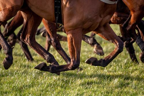 Racing itself needs to create horse welfare safety net to reassure public confidence