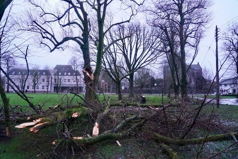 Trees down in Castlebar, Co Mayo, during Storm Éowyn. Photograph: Enda O’Dowd/The Irish Times