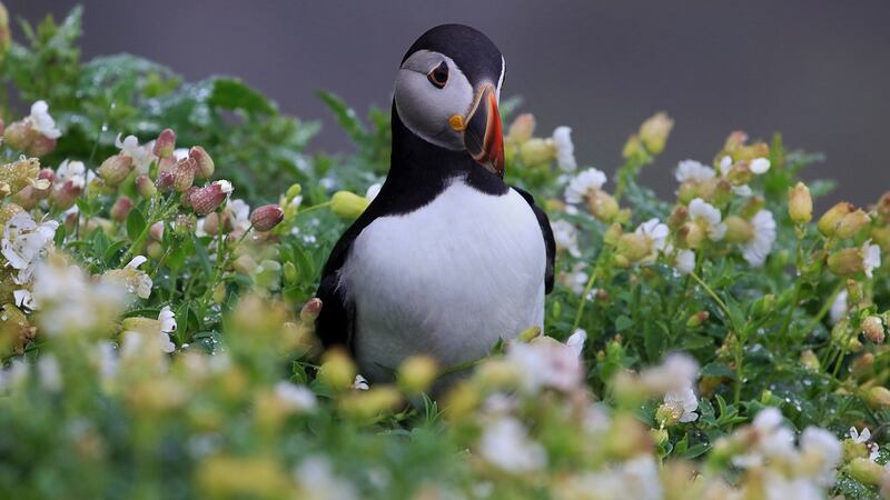 Skellig Michael is home to thousands of Atlantic puffins and Last Jedi director Rian Johnson became so fascinated with them that he got a new creature designed for the movie along similar lines, the porg. Photograph: Valerie O’Sullivan