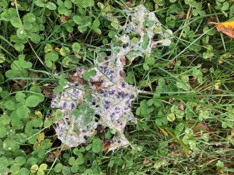 Dog’s vomit slime mould. Photograph supplied by Kate and Jarlath O’Reilly