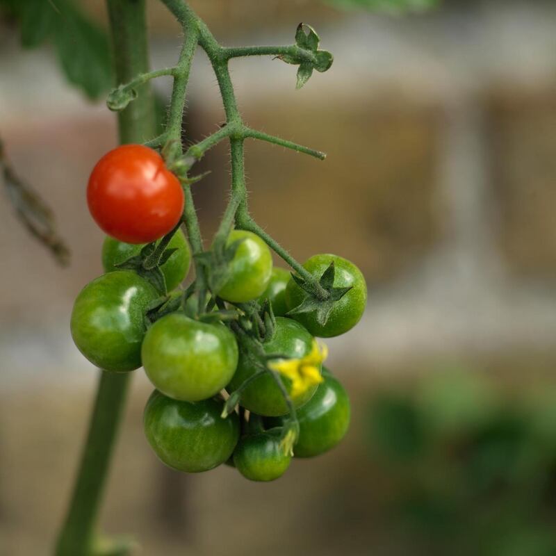 Tomatoes ripening in an Irish garden. Photograph: Richard Johnston