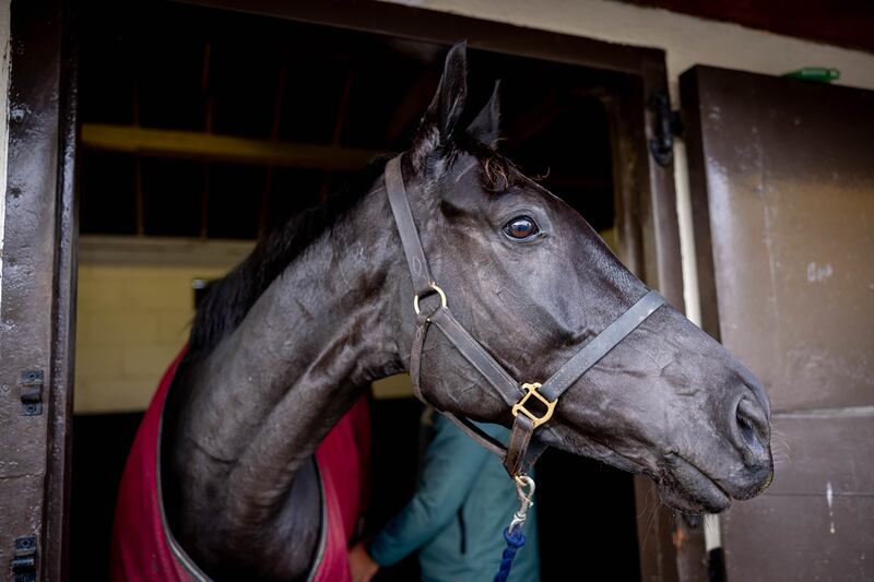 Galopin Des Champs at the launch of the National Hunt season in Willie Mullins' yard in Closutton, Co Carlow. Photograph: Morgan Treacy/Inpho