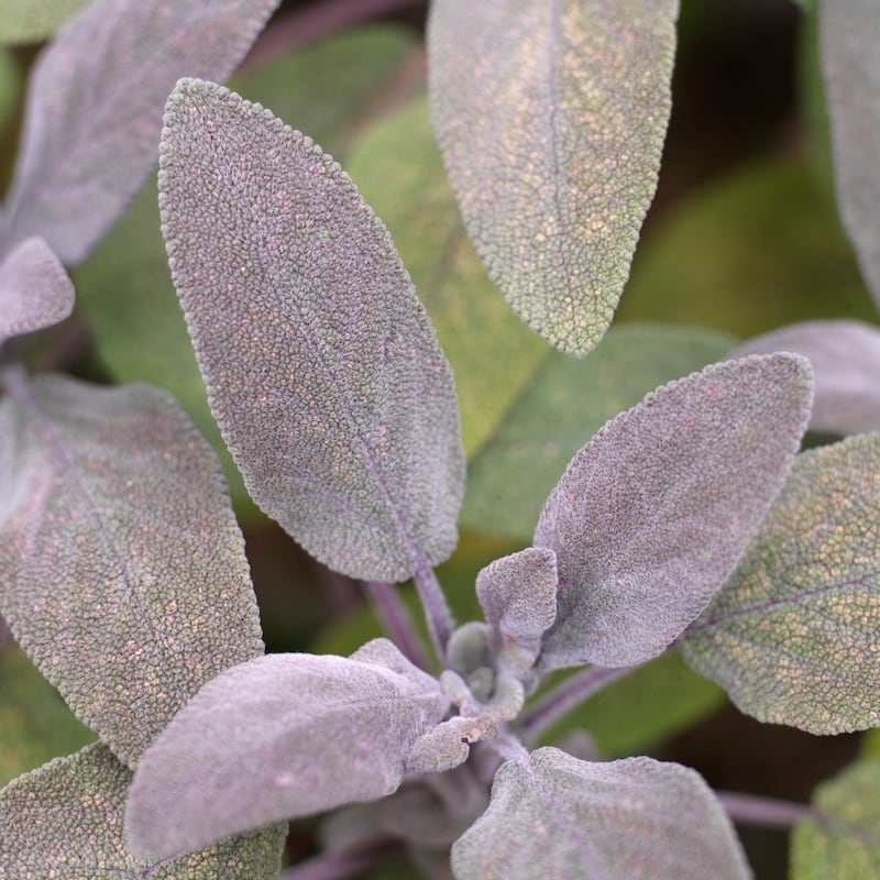 Salvia officinalis ‘Purpurascens’ or purple-leaved sage, is a sun-loving , shrubby culinary herb. Photograph: Richard Johnston