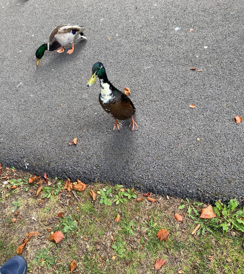 Mallard drake. Photograph supplied by Ken Noble