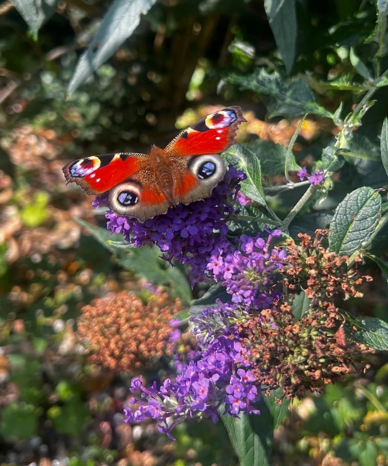 A peacock butterfly. Photograph supplied by Taggie Ennis