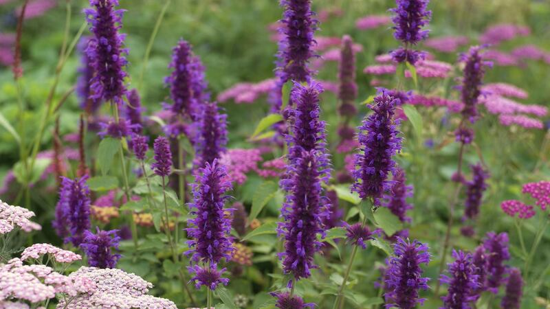 Agastache ‘Blue Boa’. Photograph:  Richard Johnston