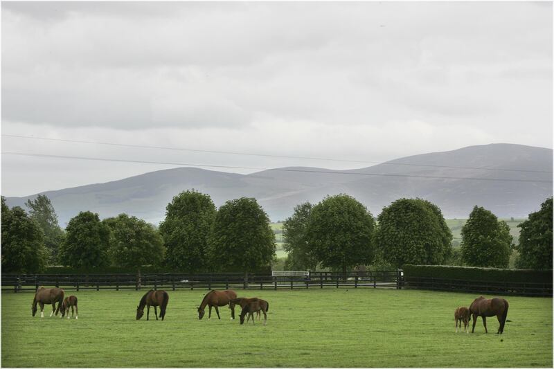 Mares and Foals at Coolmore Stud,  Fethard, Co. Tipperary. with a view of Slievenamon behind. Photograph: Dara Mac Dónaill









Dara Mac Donaill