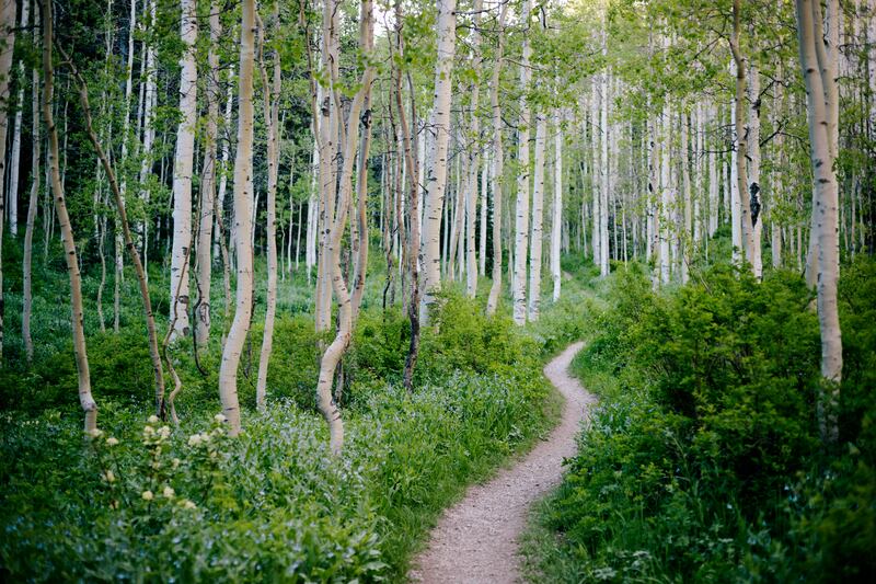 Silver birch is native to Ireland. Photograph: Getty