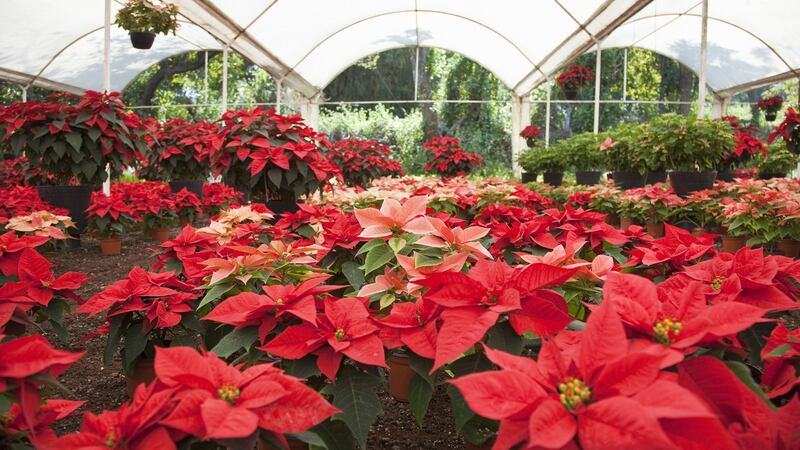 The most commonly cultivated varieties of poinsettia are infected with a type of bacteria called a phytoplasma. Photograph: Getty Images