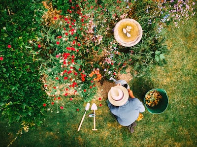 Serendipity plays a key role too in planning a garden. Photograph: Getty