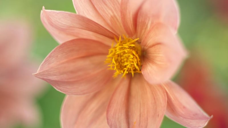 Unnamed dahlia grown from seed, growing in June Blake’s garden last week. Photograph: Richard Johnston