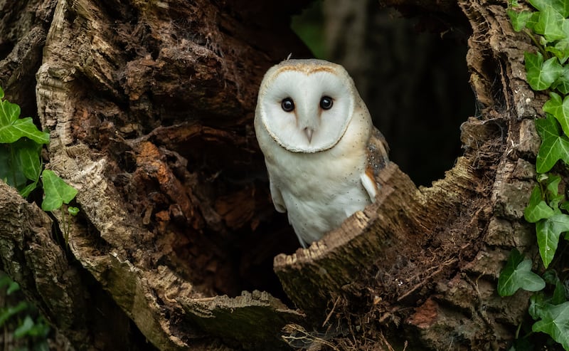 Barn owl: The bank vole has helped fuel these birds' expansion in Ireland