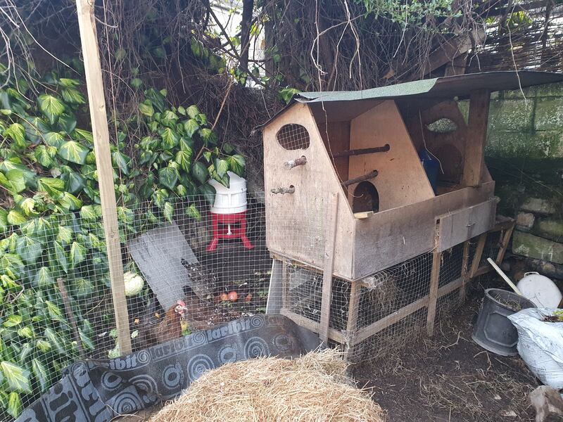 Barry Bryan's chicken coop at his home in North Strand, Dublin