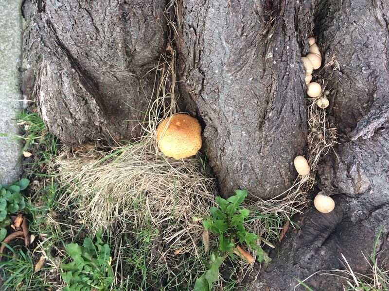 Pholiota squarrosa, the shaggy pholiota fungus. Photograph supplied by Hugh Cummins