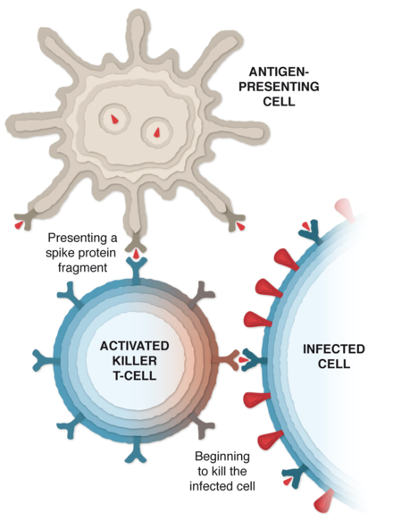 Explained: a visual guide to how the Pfizer Covid-19 vaccine works ...