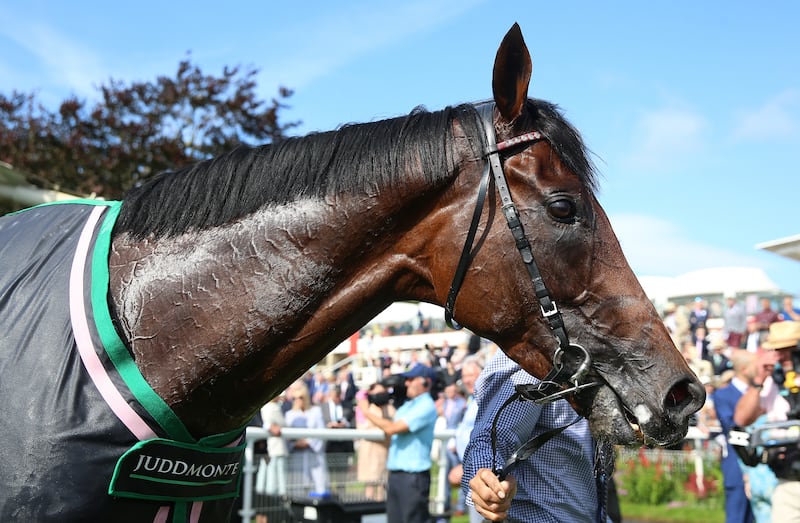 The horse Mishriff. His win in Saudi Arabia in 2021 was significant. Photograph: Nigel French/PA