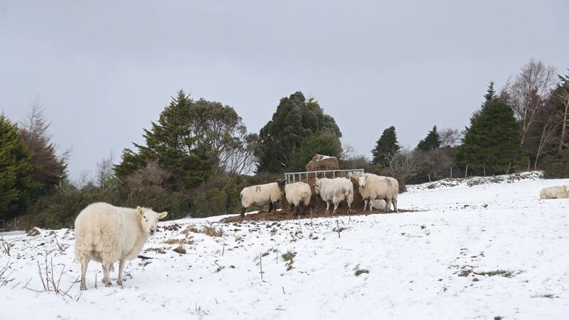 Sheep in the snow at Glenasmole, Co Dublin, as  ice, snow and cold winds expected in Ireland. Photograph: Niall Carson/PA Wire