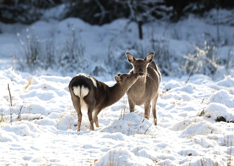 Deer graze in a snow covered forest in Kippure, Co Wicklow, on Wednesday. Photograph: Damien Eagers Photography