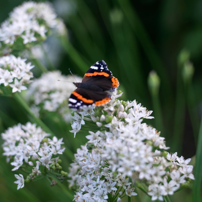 A Red Admiral butterfly basking on the flowers of garlic chives. Photo credit Richard Johnston