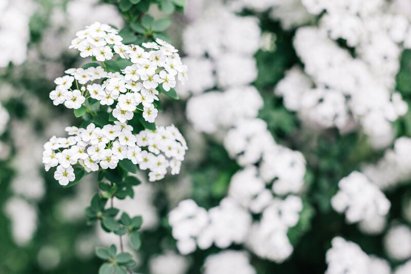 Branches of blossoming Spirea arguta (Brides wreath) bush in a spring garden.  Selective focus.