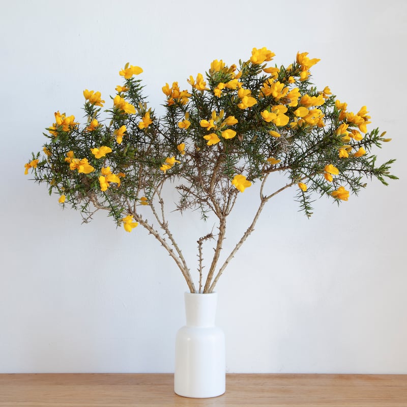 Stories from my Kitchen Table: Gorse. Photograph: Liza Cauldwell