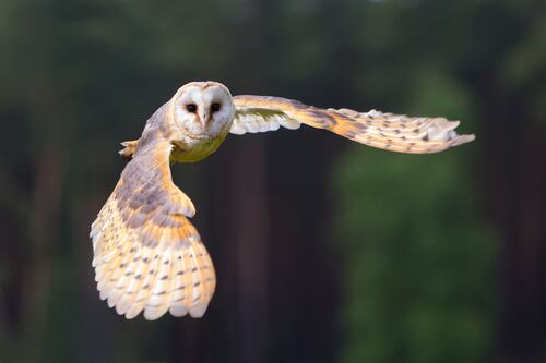 Support barn owls, donate a tree, rescue wild animals: last-minute presents for nature lovers 