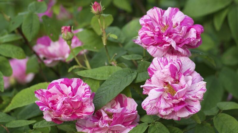 The fragrant flowers of Rosa ‘Rosamundi’. Photograph: Richard Johnson