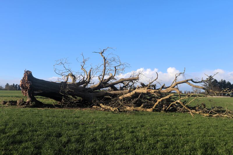 An ash tree in a field in Caherlistrane, Co Galway, which blew down during Storm Éowyn